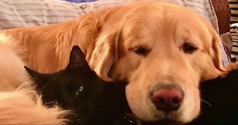 Cat And Dog In Love, Golden Retriever With Black Cat, Black Cat And Golden Retriever Matching Pfp, Black Cat And Golden Retriever Aesthetic, Black Cat X Golden Retriever Couple, Us In Another Universe Animals, Black Cat And Golden Retriever Couple, Black Cat Golden Retriever Couple, Black Cat X Golden Retriever