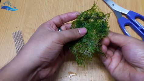 How To Make Java Moss Carpet In Your Fish Tank! Java Moss Aquarium, Moss Aquascape, Tank Video, Moss Ball Aquarium, Moss Carpet, Diy Moss Ball, Aquarium Snails, Java Moss, Diy Aquarium