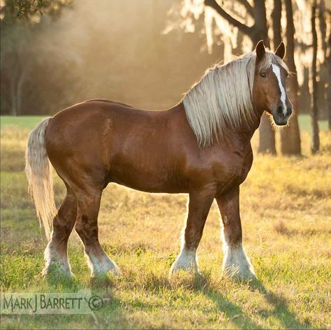 Belgian Draft, Belgian Draft Horse, Belgian Horse, Percheron Horses, Haflinger Horse, Horse Markings, Horse Ideas, Palomino Horse, Clydesdale Horses