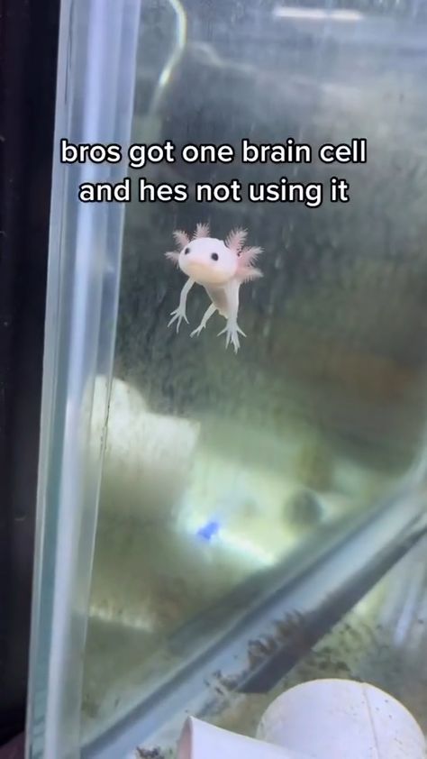 Animals Being Cute, Weirdcore Animals, Axolotl Aquarium Ideas, Axolotl Videos, Magnapinna Squid, Axolotl Names, Axolotl Pfp, Axolotl Tank Ideas, Axolotl Oc