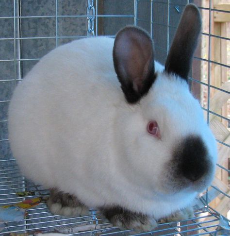 Californian is a common mistaken for Himalayan.  They are commerical type rabbit, meat breed.  Excellent temperment, great mom to their kits. Californian Rabbit, Rabbit Beauty, California Rabbit, Himalayan Rabbit, Rabbit Meat, Raising Rabbits, Backyard Farm, Rabbit Breeds, Great Mom