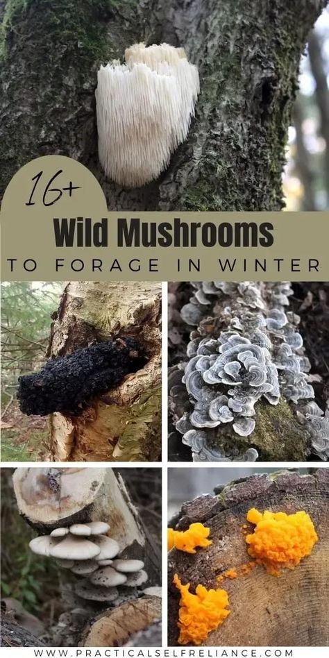 Foraging Winter Mushrooms: Foraging Mushrooms for Beginners - If you're wondering how to forage for mushrooms in winter, this collection of 16+ medicinal and edible mushrooms identification list is for you! From Chaga mushroom to oyster mushroom! mushroom hunting tips | mushroom foraging Forging Mushrooms, Mushroom Identification Chart, Wild Mushrooms Identification, Edible Mushrooms Identification, Winter Mushrooms, Foraging Mushrooms For Beginners, Wisconsin Mushrooms, Foraging For Mushrooms, Mushrooms Identification