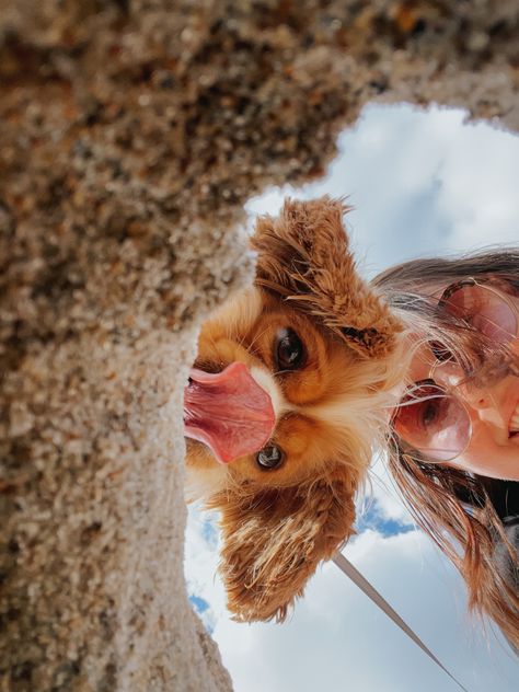 Cute Photos To Take With Your Dog, Photos To Recreate With Your Dog, Dog Foto Ideas, Dogs Pictures Ideas, Insta Photo Ideas With Dog, Pictures To Take Of Your Dog, Dog Vacation Pictures, Puppy Inspo Pics, Dog Photography Aesthetic