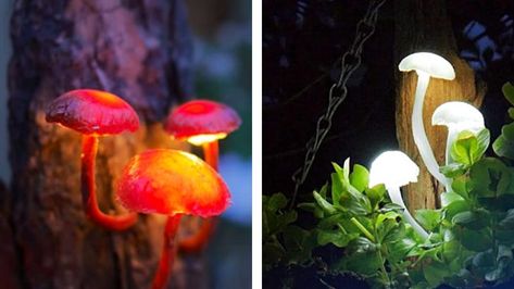 Easy DIY Mushroom Lights Are The Magic Your Garden Is Missing - DIY Ways Diy Mushroom, Mushroom Light, Glow Jars, Glowing Mushrooms, Garden Mushrooms, Mushroom Lights, Fairy Garden Designs, Mushroom Decor, Diy Fairy