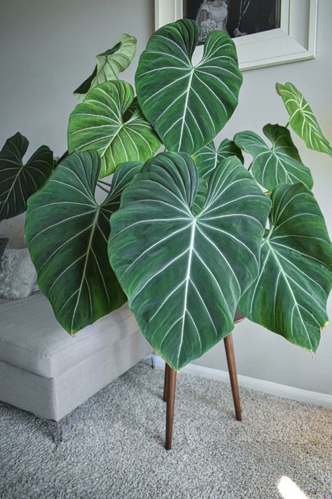 Archive Moodboard, Statement Plants, Big Leaf Plants, Philodendron Gloriosum, Philodendron Plant, Illustration Botanique, Big Plants, Big Leaves, Starter Plants