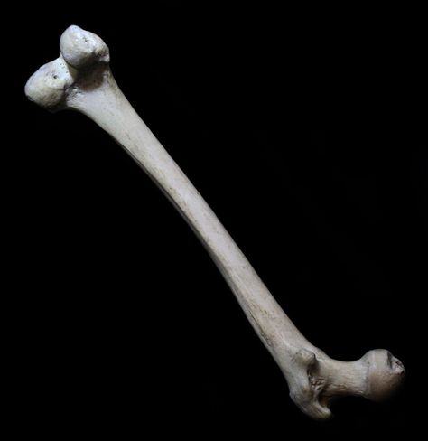 Bone Reference, Skull References, Femur Bone, Skull Reference, Biology Teacher, Human Bones, Real Bones, Animal Bones, Curio Cabinet