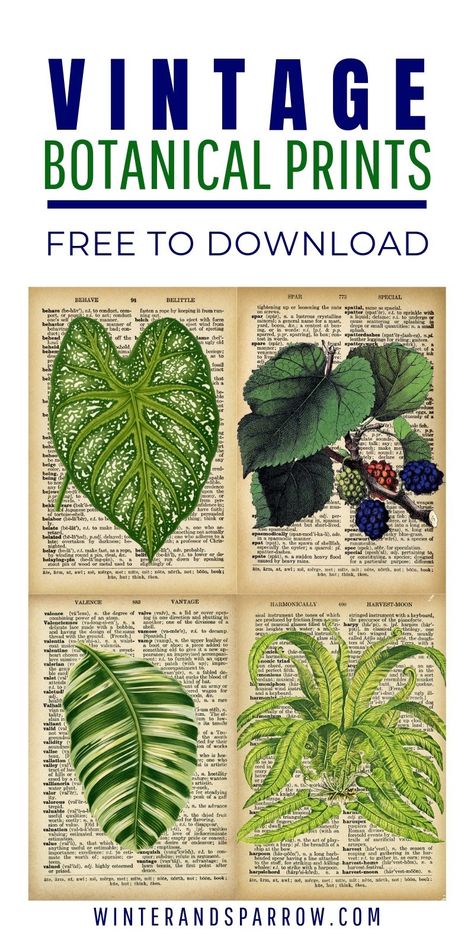 DIY Vintage Botanical Prints {Free Downloads} | winterandsparrow.com #vintagebotanicalprints #freebotanicalprints #vintageprints Free Botanical Prints, Botanical Prints Free, Botanical Printables, Stacked Books, Free Vintage Printables, Free Printable Art, Spruce Up Your Home, Vintage Botanical Prints, Free Art Prints