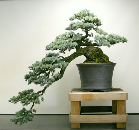 Cedar Bonsai, Blue Atlas Cedar, Short Trees, Japanese Black Pine, Atlas Cedar, Northern White Cedar, Bonsai Forest, Ficus Microcarpa, Bonsai Ideas