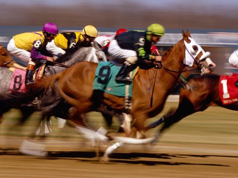 horse racing Kentucky Derby Betting, Horse Betting, Kentucky Derby Horses, Horse Races, Thoroughbred Horse Racing, Horse Race, Horse Names, Thoroughbred Horse, All About Horses