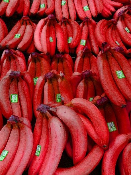 Top 10 Strange, Rare and Unusual Bananas Red Banana Plant, Banana Porridge Recipes, Tropical Fruit Photography, Banana Types, Weird Fruit, Strange Fruit, Unusual Facts, Fruits Photos, Banana Fruit