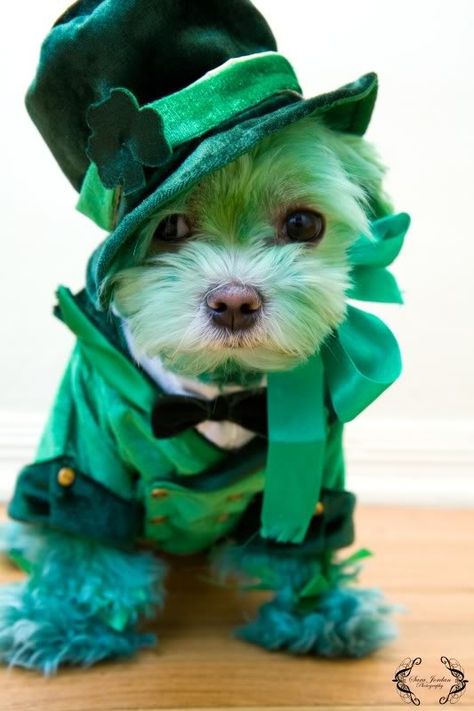 Happy St Patty's Day, Saint Patrick's Day, St Pattys Day, Small Dog, Shih Tzu, Yorkie, Animal Pictures, Cute Puppies, Fur Babies