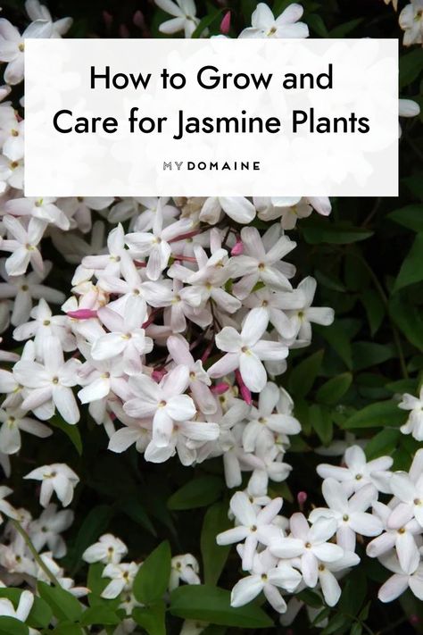 Jasmine Vine Ideas, Common Jasmine Plant, Propagating Jasmine From Cuttings, Growing Jasmine, Grand Duke Jasmine Plant, Jasmine Bush, Night Flowering Jasmine, Carolina Jasmine, Asiatic Jasmine