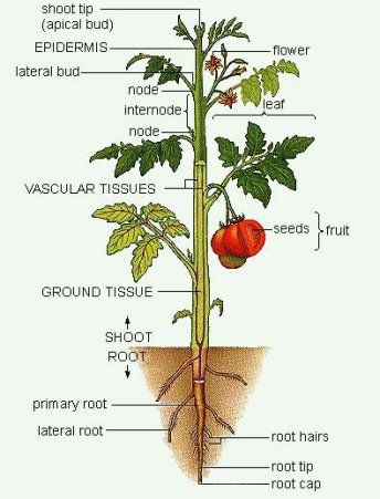 Plant Anatomy Ground Tissue, Tanaman Tomat, Planting For Kids, Flower Cartoon, Plant Structure, Trendy Plants, Tomato Plant, Cartoon Clip, Garden Veggies