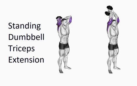 A Standing Dumbbell Triceps Extension is an alternative to tricep extensions and is an exercise that helps to strengthen the triceps muscles. Standing Dumbbell Triceps Extension for extension of the head is especially beneficial in targeting the long upper part of the muscles. A larger longer and stronger long head gives the appearance of a bigger tricep. […] Triceps Extension, Tricep Extensions, Mindful Movement, Tricep Extension, An Exercise, Fitness Club, Stay In Shape, Sport Fitness, Muscles