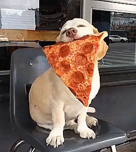 What Do You Want For Dinner? GIF - Pizza Dog - Discover & Share GIFs Pizza Meme, Lou Dog, Pizza Funny, Funny Animal Memes, Animal Quotes, Funny Animal Pictures, Dog Memes, Animal Memes, Cute Funny Animals