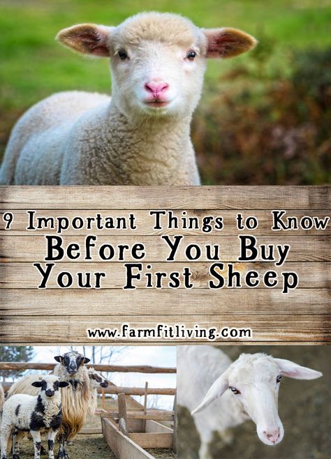 Miniature Sheep Breeds, Caring For Sheep, East Friesian Sheep, Raising Sheep For Beginners, Sheep Shelter Ideas, Sheep Barn Ideas, Sheep Fencing, Sheep Homestead, Raising Lambs