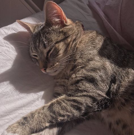 Cat, tabby cat, aesthetic Aesthetic Tabby Cat, Kathy Core Aesthetic, Melina Core Aesthetic, House Cat Aesthetic, Gray Tabby Cat Aesthetic, Grey Tabby Cat Aesthetic, Tabby Cats Aesthetic, Brown Tabby Cat Aesthetic, Sleepy Cat Aesthetic