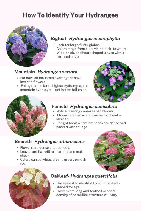 Learn more about how to identify these 4 types of hydrangeas and more by clicking the link! Hydrangea Types Shrubs, Hydrangea Types, Potting Ideas, Hydrangea Vine, Hardy Hydrangea, French Hydrangea, Hydrangea Petiolaris, Hydrangea Serrata, Types Of Hydrangeas