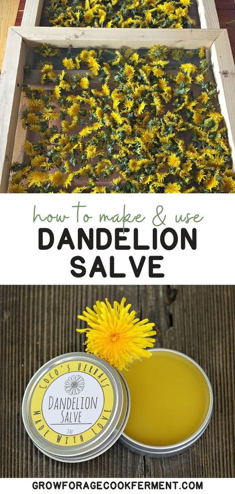 Beginner Herbalist, Homemade Salve Recipes, Diy Dandelion, Dandelion Salve, Beeswax Recipes, Herbal Medicine Cabinet, Homemade Salve, Natural Medicine Cabinet, Healing Salve