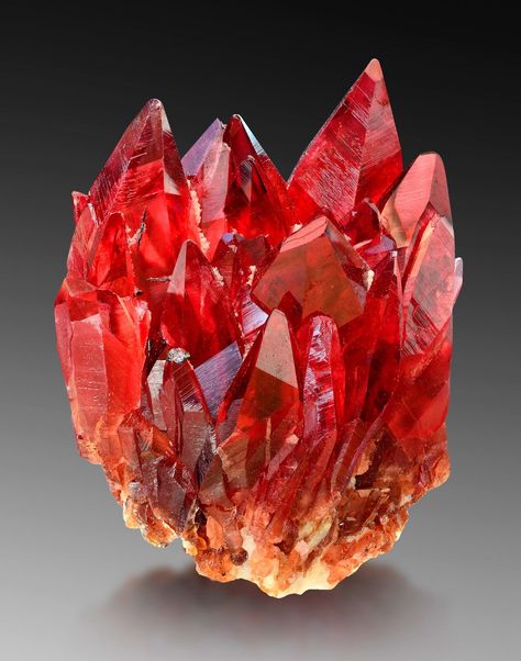 What an amazing killer! Sharp and pointed, deep red and clear scalenohedrons of rhodochrosite form N'Chwaning Mine, Kuruman, Northern Cape Prov., South Africa Minerals Crystals Rocks, Crystal Aesthetic, Pretty Rocks, Beautiful Rocks, Mineral Stone, Minerals And Gemstones, Rocks And Gems, Red Crystals, Gems And Minerals