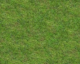 Textures Texture seamless | Green grass texture seamless 13002 | Textures - NATURE ELEMENTS - VEGETATION - Green grass | Sketchuptexture Grass Texture Seamless, Grass Texture, Fake Turf, Raised Bed Garden Design, Fake Grass, Green Lawn, Texture Packs, Outdoor Carpet, Artificial Grass