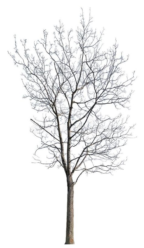 Isolated Bare Winter Maple Tree Stock Image - Image of black, isolated: 153534715 Photoshop Tree, Shadow Tree, Winter Moodboard, Tree Cut Out, Tree Shadow, Trees Painting, Winter Tree, Bare Tree, Wooden Cabins