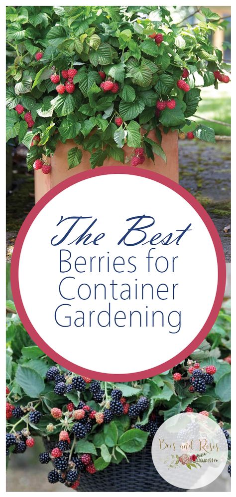 The Best Berries for Container Gardening| Container Gardening, Container Gardening for Beginners, Container Garden Ideas, Container Gardening Vegetables, Gardening, Garden Ideas, Gardening TIps, Gardening Tricks Vegetable Garden Boxes, Fruit Trees In Containers, Gemüseanbau In Kübeln, Growing Tomatoes In Containers, Vertical Vegetable Garden, Container Vegetables, Trailing Plants, Tomato Garden, Container Gardening Vegetables