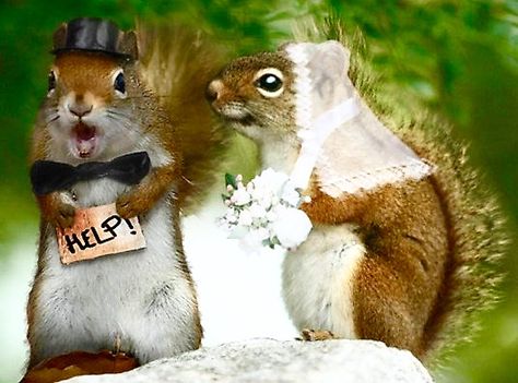 Squirrel wedding Emoji Expressions, Animal Emoji, Secret Squirrel, Small Mammals, Squirrel Pictures, Nut House, Squirrel Funny, Prairie Dog, Cute Squirrel