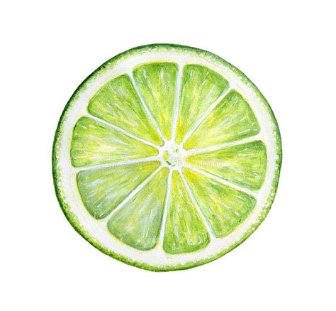 Lime Vector, Miami Restaurants, Fruits Drawing, Verde Lima, Watercolor Drawing, Fresh Lime, Stock Photography Free, Classic Cocktails, Free Vector Art