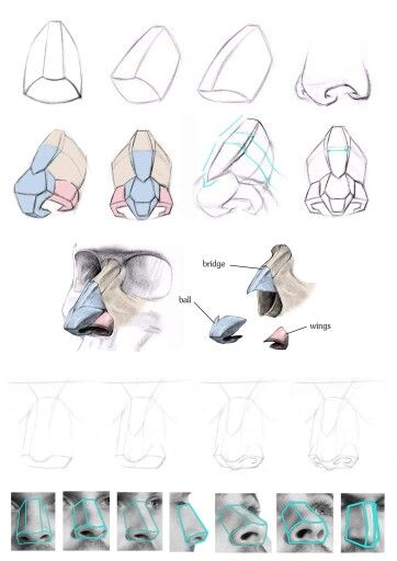 6 Nose Cartilage Anatomy, Proko Nose, Planes Of The Nose, Nose Construction, Proko Anatomy, Portrait Drawing Tips, Face Anatomy, 얼굴 드로잉, Nose Drawing