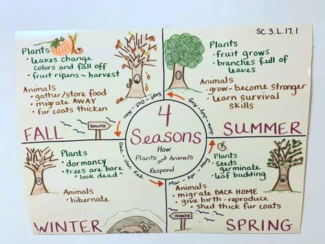 Characteristics of seasons anchor chart Seasons 2nd Grade, Season Anchor Chart Kindergarten, 4 Seasons Anchor Chart, Seasons Anchor Chart Kindergarten, Seasons Anchor Chart, Adaptations Anchor Chart, Teaching Seasons, Kindergarten Curriculum Map, Anchor Charts First Grade