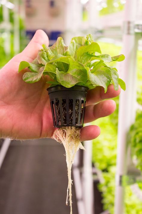 The V-farm growing environment is pesticides free.  We are using 90% less water than conventional agriculture to grow greens.  As the V-farm can be installed anywhere it reduce the need for single-use plastiques.   #hydroponics #hydroponic #hydroponicgarden #farm #farming #farmfresh #farmtotable #localproduce #sustainable #sustainability #vegetables #agriculture  #verticalfarming #urbanagriculture #indoorag #indoorfarming #urbanfarming #horticulture #grow #sustainability #growroom  #local Discrete Mathematics, Indoor Farming, Health Literacy, Hydroponic Farming, Vertical Vegetable Garden, Eco Garden, Vertical Farming, Urban Agriculture, Farm Projects