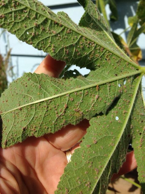 Scale Insects Severe Infestation - http://www.gardenanswers.com/plant-pests/scale-insects-severe-infestation/ Scale Insects, Plant Pests, Early Evening, Insect Pest, Egg Laying, Photosynthesis, Annual Plants, Honeydew, Perfect Food