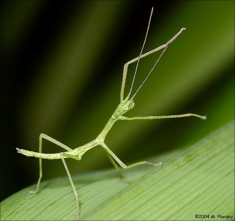 Baby Stick Bug Stick Bug Tattoo, Walking Stick Bug, Walking Stick Insect, Rain Frogs, Stick Insects, Bugs Drawing, Stick Bug, Stick Insect, Bug Tattoo