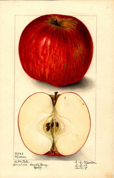 Fig Painting, Apple Watercolor, Food Paintings, Artwork Kitchen, Apple Illustration, Fruit Artwork, Fruit Prints, Apple Painting, Watercolor Vintage