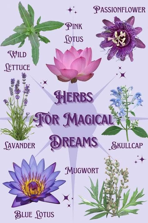 Smokable Herbs For Lucid Dreaming, Herbs For Dreaming, Herbs For Lucid Dreaming, Herbs For Dreams, Dream Witchcraft, Lucid Dream Tea, Lucid Dream Herbs, Dream Magick, Dream Witch