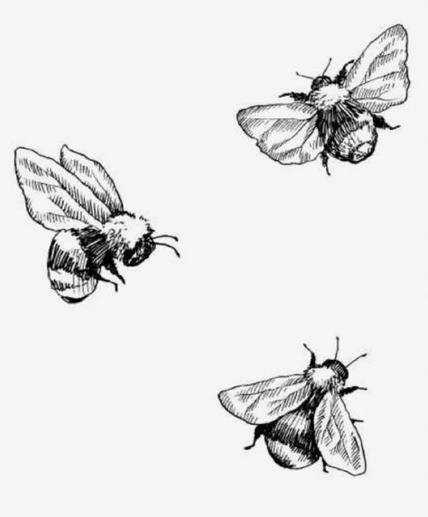 Drawing Bodies, Tatuaje Studio Ghibli, Bee Sketch, Bee Tattoos, Bee Drawing, Bug Tattoo, Muster Tattoos, Bee Tattoo, Bee Art