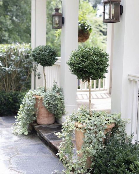 French Country Front Porch Ideas, Standard Plants, Front Door Planters, Outdoor Topiary, Front Porch Planters, Porch Plants, Porch Flowers, Small Courtyard Gardens, Potted Plants Outdoor