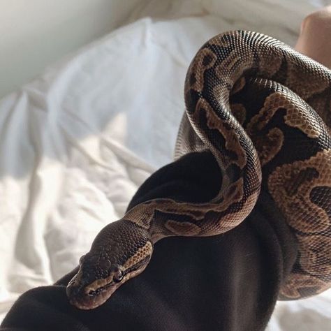 Snake Asthetic Picture, Snake Asethic, Herpetology Aesthetic, Pet Snake Aesthetic, Ball Python Aesthetic, Aesthetic Snakes, Python Aesthetic, Snakes Aesthetic, Snake Pets