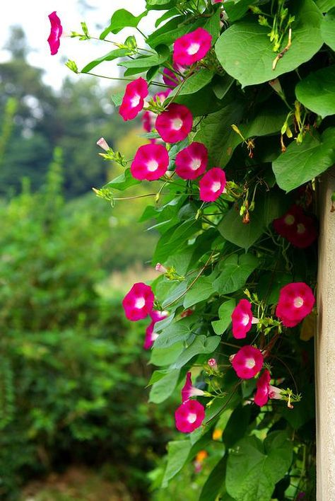 Common Garden Plants, Morning Glory Seeds, Morning Glory Vine, Garden Town, Morning Glory Flowers, Garden Vines, Cottage Garden Design, Garden Bulbs, Diy Outdoor Decor