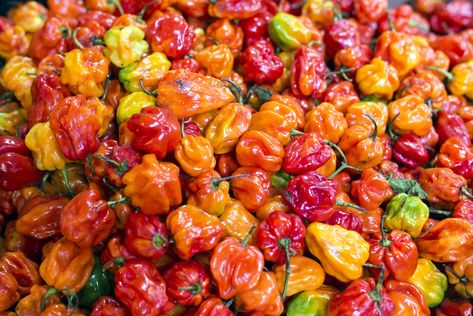 How to Store Habanero Peppers: 4 Ways to Store Habaneros Foods For Cramps, Chile Habanero, Chile Jalapeño, Habanero Hot Sauce, Chile Poblano, Chile Guajillo, Habanero Peppers, Green Coffee Bean, Pepper Seeds