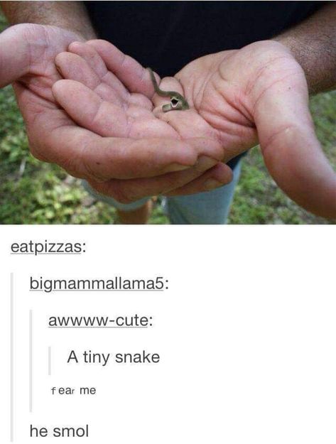 Cute Reptiles, Cute Snake, I Try, Cute Creatures, Funny Animal Pictures, Cute Little Animals, Me When, 귀여운 동물, Animal Memes