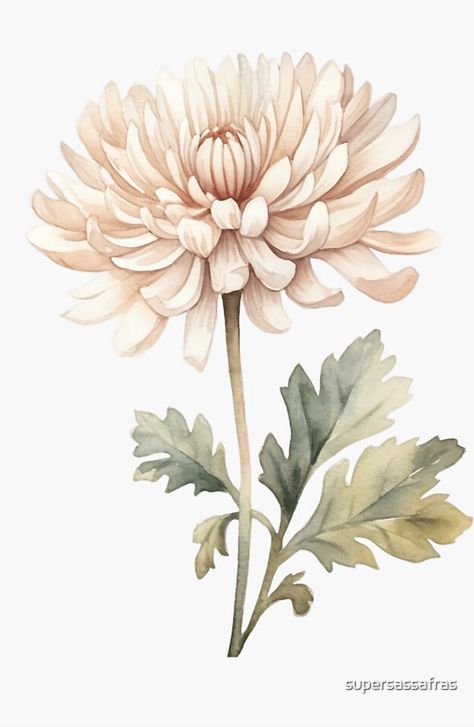 Chrysanthemum Botanical Illustration, Crysthanamum Flowers, Chrysanthemum Flower Drawing, Crisantemo Tattoo, Watercolor Chrysanthemum, Chrysanthemum Drawing, Chrysanthemum Art, Chrysanthemum Flower Tattoo, Chrysanthemum Watercolor