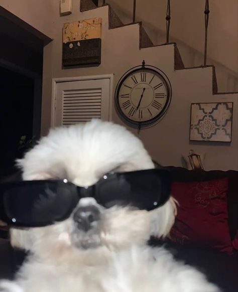 Wholesome Dog, Dog With Glasses, Very Cute Dogs, Prove It, Too Cute, Cute Funny Animals, Funny Animals, Cute Dogs, Dogs