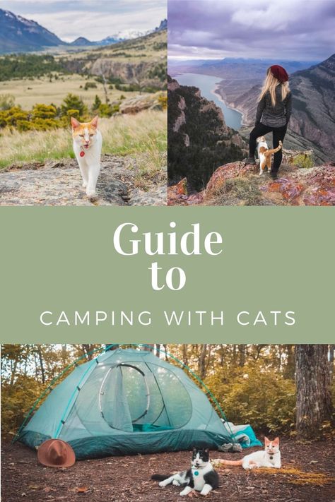 Everything you need to know about camping and hiking with cats. Cat Camping, Camping With Pets, Cats Camping, Hiking Cat, Camping With Cats Tips, Traveling With Cats, Rv Traveling With Cats, Hiking With Cats, Puppy Heaven