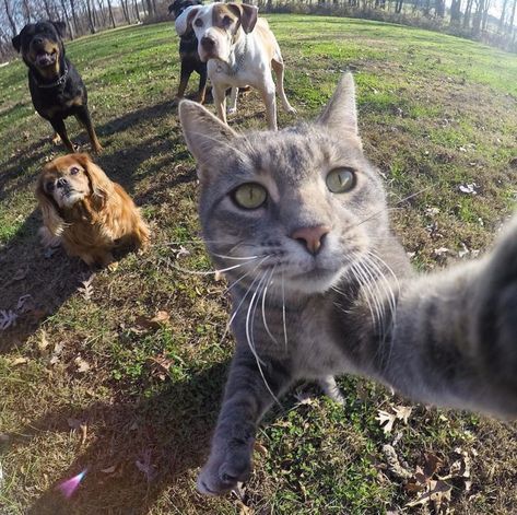 Manny the Selfie Cat A Cat, Dogs, Funny