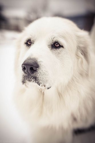 Pyrenean Mountain Dog, Pyrenees Dog, Great Pyrenees Dog, Dog Rules, Great Pyrenees, White Dog, Old Dogs, Mountain Dogs, White Dogs