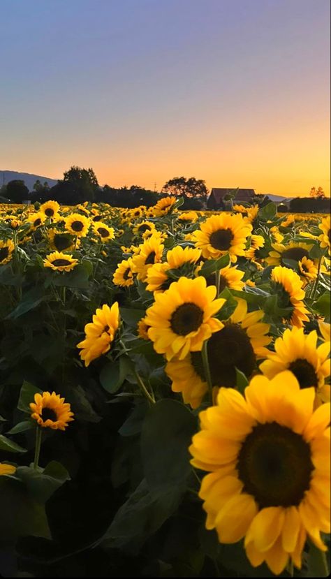 sunflower field and summertime sunsets - aesthetic pictures, summer aesthetic August Asthetic Picture, Sunflower Asthetic Picture, Harper Core Aesthetic, Summer Asthetics Photos, Summer Pinterest Board, Sunflower Field Aesthetic, Aesthetic Pictures Summer, Late Summer Aesthetic, Monthly Backgrounds