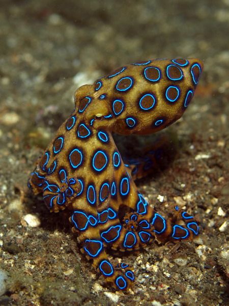 Blue Ringed Octopus Wallpaper, Blue Ringed Octopus Photography, Blue Ring Octopus, Octopus Photography, Octopus Facts, Aesthetic Wallpaper Art, Nature Aesthetic Wallpaper, Blue Ringed Octopus, Octopus Pictures