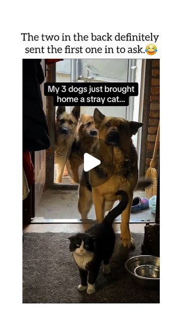 Really Funny Dog Videos, Dog Videos, Funny Dog Videos, Stray Cat, The Dogs, Dog Gifs, Funny Dogs, Really Funny, Make Me Smile